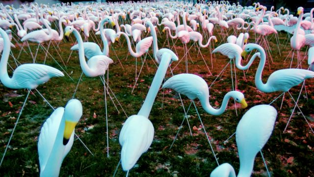 arty flamingos