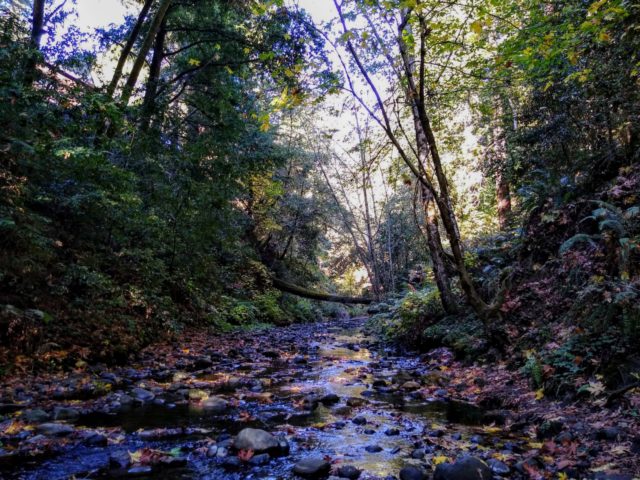 Aptos Creek